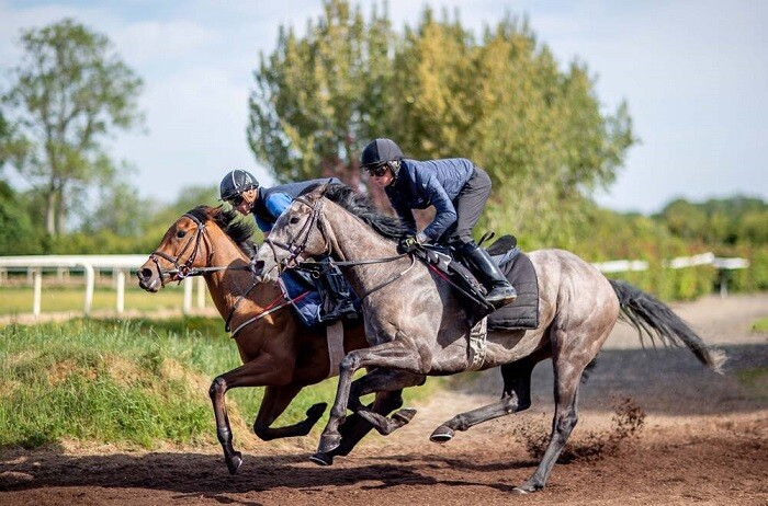 Stallwetten bei Pferderennen